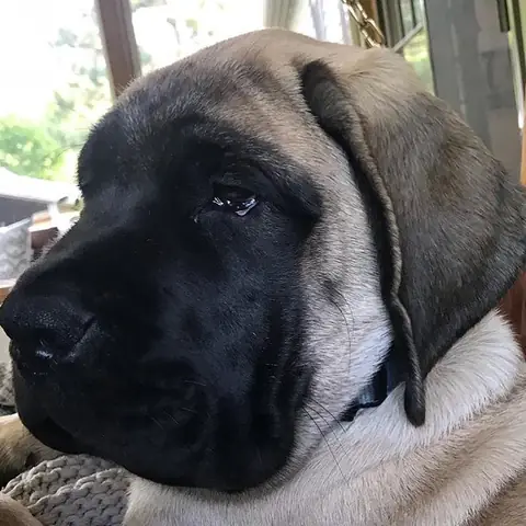 Những Ảnh Con Chó Bị Ong Đốt Ngộ Nghĩnh Khác Những Ảnh Con Chó Bị Ong Đốt Ngộ Nghĩnh Khác