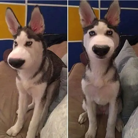 Những Ảnh Con Chó Bị Ong Đốt Ngộ Nghĩnh Khác Những Ảnh Con Chó Bị Ong Đốt Ngộ Nghĩnh Khác