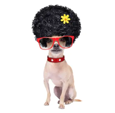 Ảnh Con Chó Mặt Ngố: Những Bí Mật Khoa Học Đằng Sau Biểu Cảm Đáng Yêu