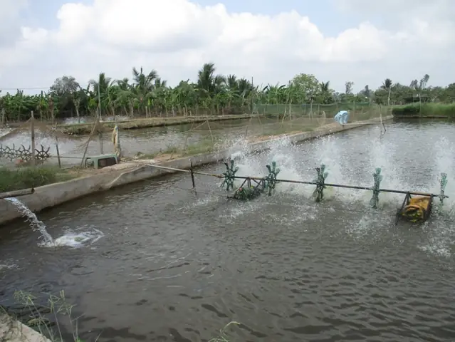 Hướng Dẫn Nuôi Cá Lóc Hiệu Quả: Từ Chuẩn Bị Ao Đến Thu Hoạch