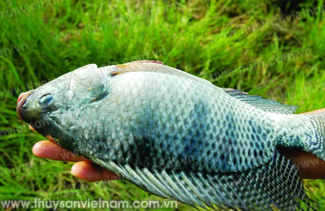 Nuôi Thâm Canh Cá Rô Phi Trong Ao Đất