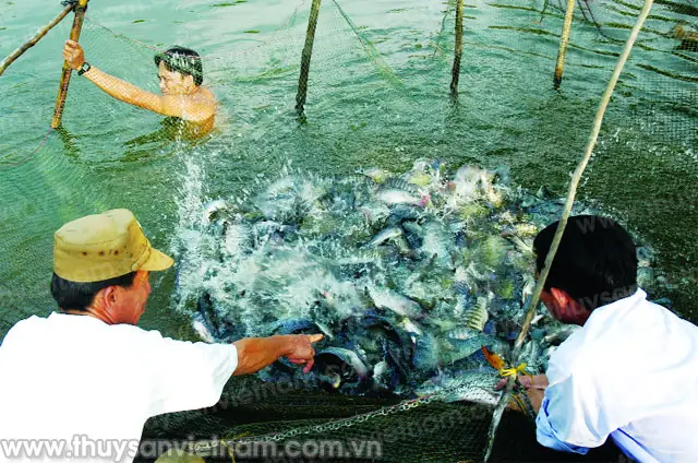 Nuôi Thâm Canh Cá Rô Phi Trong Ao Đất