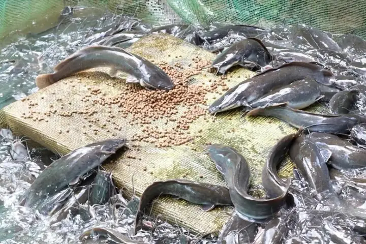 Hướng Dẫn Cho Cá Ăn Hướng Dẫn Cho Cá Ăn