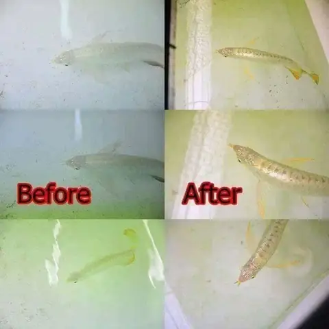 Những Tác Dụng Nổi Bật Của Vitamin Dành Cho Cá Rồng – Hổ – Sam Aqua Plus