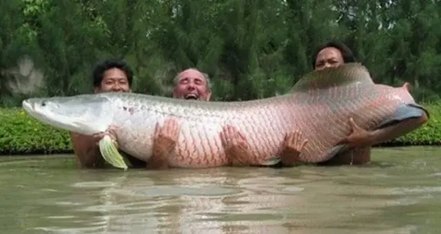 Arapaima Là Cá Gì? Nguồn Gốc, Đặc Điểm Và Những Bí Ẩn Về "quái Vật Sông Amazon"