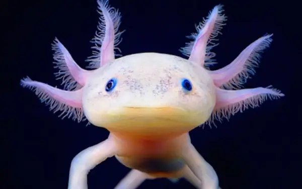 [axolotl Nuôi Chung Với Cá Nào? Hướng Dẫn Chi Tiết Từ Chuyên Gia Thủy Sinh]