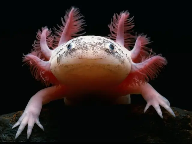 Nước Để Nuôi Cá Axolotl