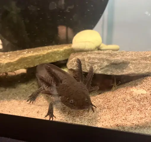 [axolotl Nuôi Chung Với Cá Nào? Hướng Dẫn Chi Tiết Từ Chuyên Gia Thủy Sinh]