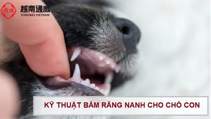 Tại Sao Nên Bấm Răng Nanh Cho Chó Con?