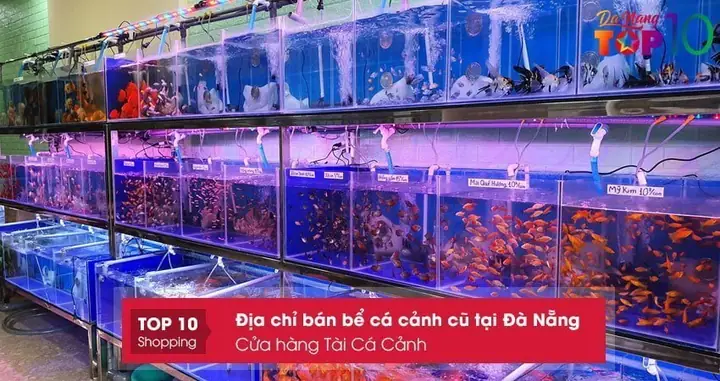Cửa Hàng Tài Cá Cảnh – Bán Bể Cá Cảnh Cũ Tại Đà Nẵng Uy Tín