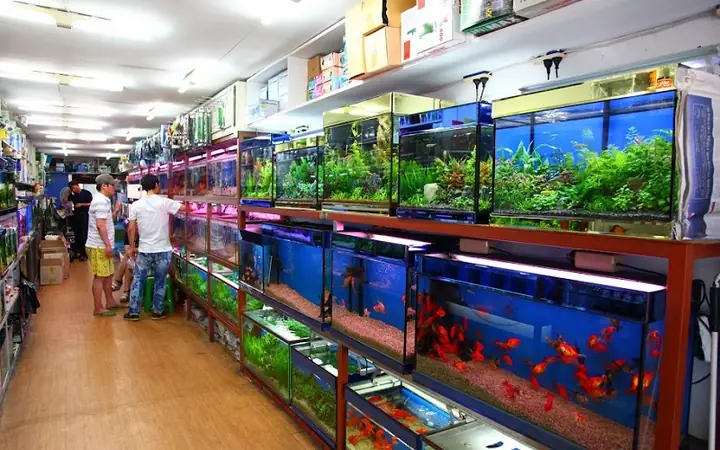 Top 10 Cửa Hàng Bán Cá Cảnh Uy Tín Tại Thanh Hoá