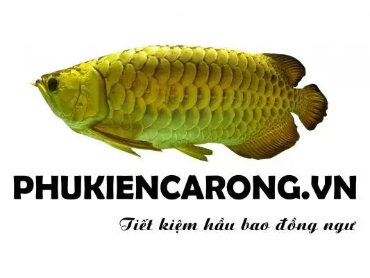 Phukiencarong.vn – Chuyên Bán Phụ Kiện Cá Rồng | Sản Phẩm Uy Tín ...