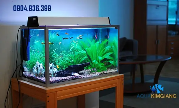 Bán Bể Cá Thủy Sinh: Hướng Dẫn Toàn Diện Cho Người Mới Bắt Đầu Bán Bể Cá Thủy Sinh: Hướng Dẫn Toàn Diện Cho Người Mới Bắt Đầu