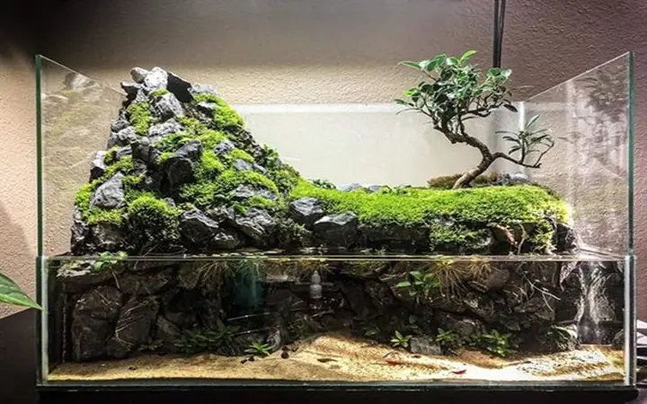 Bán Bể Cá Thủy Sinh: Hướng Dẫn Toàn Diện Cho Người Mới Bắt Đầu Bán Bể Cá Thủy Sinh: Hướng Dẫn Toàn Diện Cho Người Mới Bắt Đầu