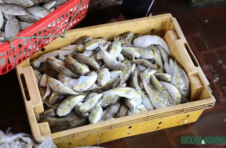 Cấp Cứu Tối Khẩn Ca Bệnh Hôn Mê Sâu Sau 1 Giờ Ăn Cá Nóc