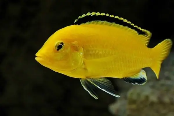 Hướng Dẫn Chi Tiết Cách Mua Và Chăm Sóc Cá Ali Thái Tại Hà Nội