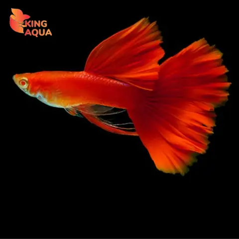 Cá Bảy Màu Full Red S2