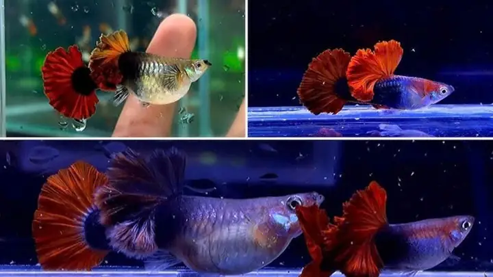 Cá Bảy Màu Full Red Hà Nội: Hướng Dẫn Chọn Mua & Chăm Sóc