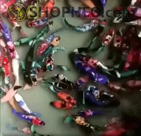 Cửa Hàng Cá Betta 5k