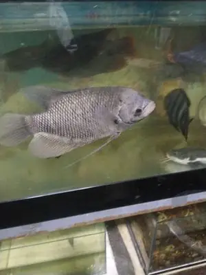 Cá Betta: Nguồn Gốc, Tập Tính & Bảo Tồn Loài Cá Xiêm Đá