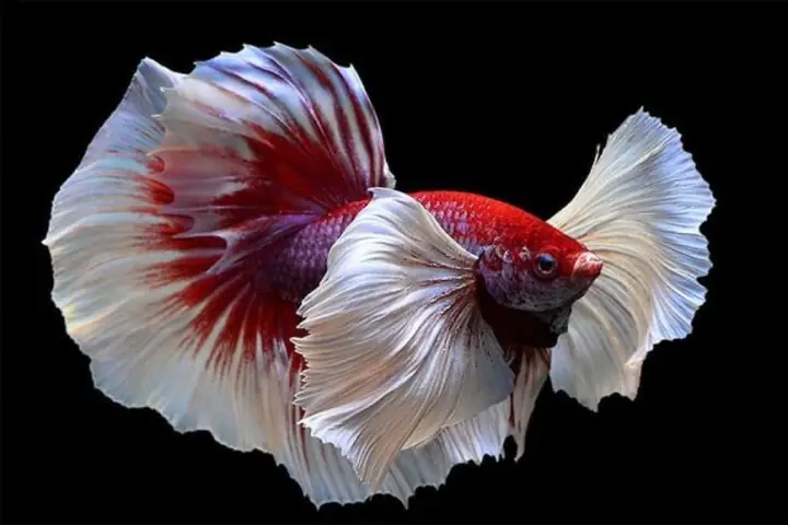 Cá Betta Rồng Giá Bao Lăm Tiền? Cá Betta Rồng Giá Bao Lăm Tiền?