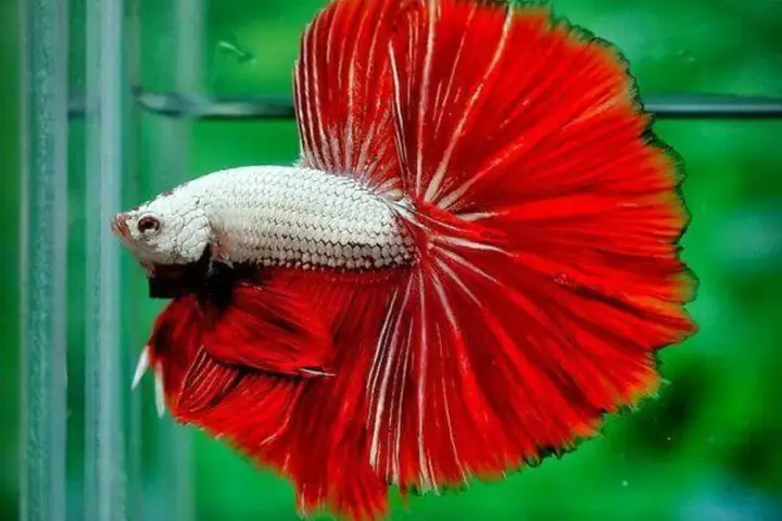 Tính Cách Thức Cá Betta Rồng