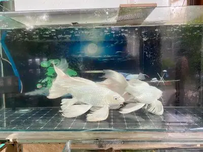 Cá Betta: Nguồn Gốc, Đặc Điểm Và Cách Chăm Sóc Toàn Diện