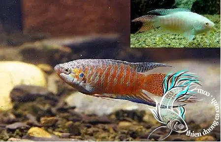 Bán Cá Cảnh Ở Huế