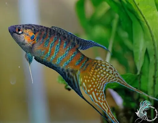 Bán Cá Cảnh Ở Huế