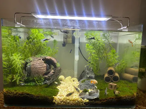 Khám Phá **cá Cảnh Thanh Hải Quận 7**: Điểm Đến Đam Mê ... Khám Phá **cá Cảnh Thanh Hải Quận 7**: Điểm Đến Đam Mê ...