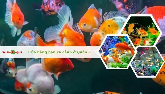 Cá Dĩa (discus) Cá Dĩa (discus)