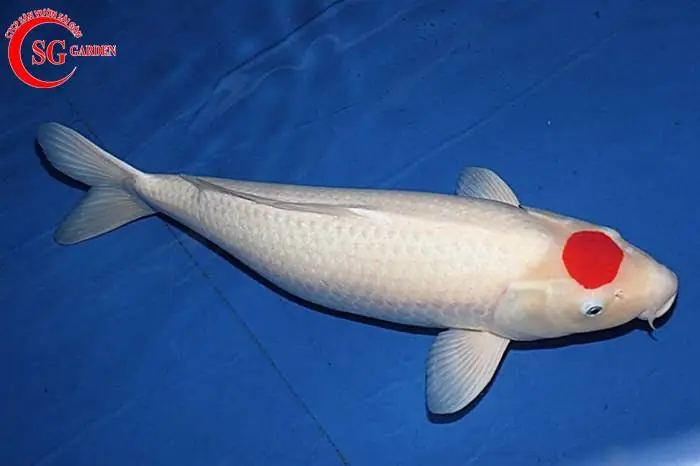 Cá Chép Koi Là Gì? Hướng Dẫn Chăm Sóc Cho Người Mới Bắt Đầu