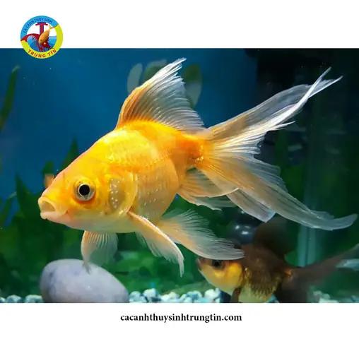 Cá Chép Nhật Size 50.000