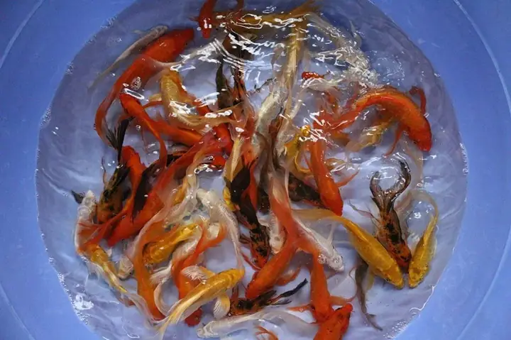 Cá Chép Nhật - Trại Cá Giống Tấn Dũng – Giao Cá Khỏe Tận Nơi