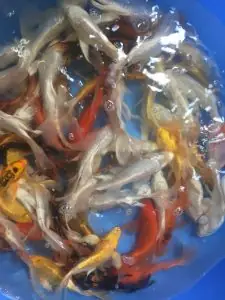 Bán Cá Chép Đuôi Bướm Tại Hà Nội - Chép Vẩy Rồng Size 15cm Đến ...