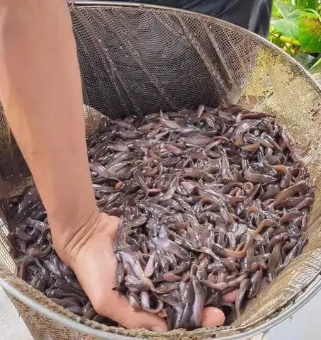 Cá Chép Vàng Giống: Hướng Dẫn Chọn Mua Và Kỹ Thuật Nuôi