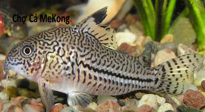 Mèo Bị Hôi Miệng: Nguyên Nhân Và Cách Điều Trị Hiệu Quả