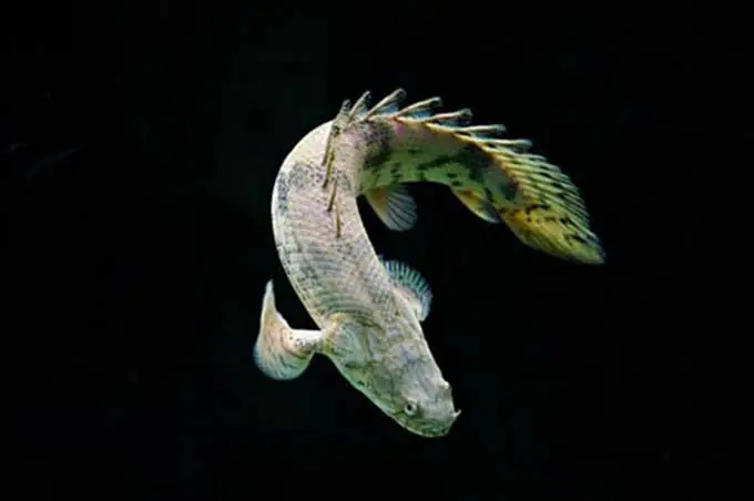 Cá Cửu Sừng Hoàng Đế, Cách Nuôi Và Giá Tiền Cá Cửu Sừng Hoàng Đế, Cách Nuôi Và Giá Tiền