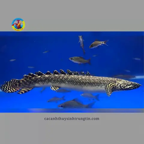 Cá Cửu Sừng Hoàng Đế (cá Khủng Long Hoàng Đế) Cá Cửu Sừng Hoàng Đế (cá Khủng Long Hoàng Đế)