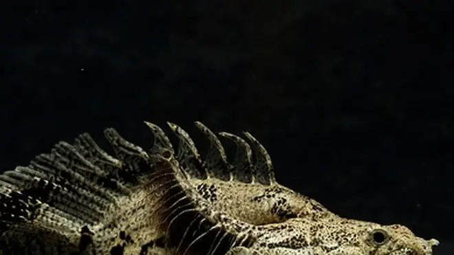 Cá Rồng Cửu Sừng - 'quái Vật Biết Đi', Thú Chơi Mới Của Người Việt Cá Rồng Cửu Sừng - 'quái Vật Biết Đi', Thú Chơi Mới Của Người Việt