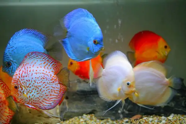 Toàn Tập Về Cá Dĩa: Nguồn Gốc, Phân Loại Và Bảo Tồn