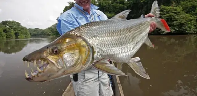 Cá Hổ Congo: Nơi Bán Uy Tín Và Hướng Dẫn Chọn Mua Toàn Diện ...