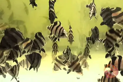 Cá Hổ Indo 4 Sọc Size Mini - Hổ Ruồi Mini 6-7cm