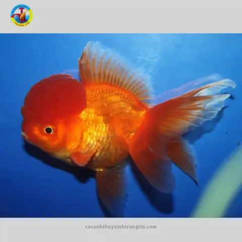 Tìm Nơi Bán Cá Killi Tphcm: Những Điều Cần Biết