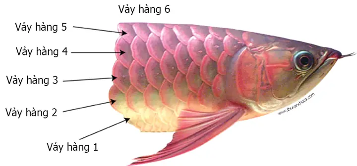 Đặc Điểm Của Cá Rồng Kim Long Quá Bối