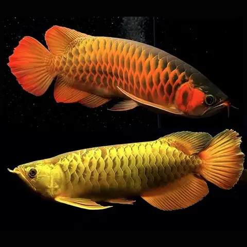 Cá Rồng Kim Long Là Gì?