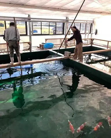 Cẩm Nang Chọn Mua Khi Tìm Nơi Bán Cá Koi Online Uy Tín