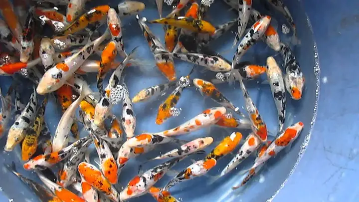 Bán Và Cung Cấp Các Loại Cá Koi Mini Tại Hà Nội - Bán Cá Koi Size Nhỏ