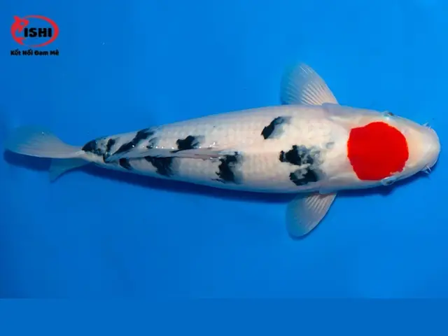 Các Loại Cá Koi Được Cung Cấp Tại Ishikoi Farm