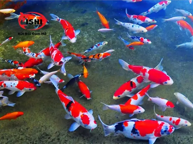 Siêu Thị Cá Koi Vn